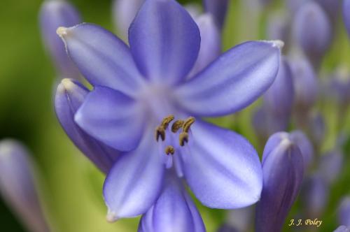 Fotos menos valoradas » Foto de Jos J. Poley - Galería: Naturaleza - Fotografía: Macro de flor