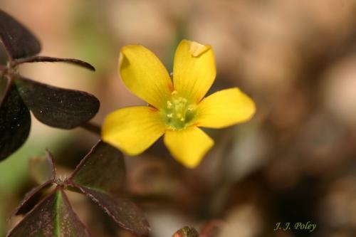 Fotos menos valoradas » Foto de Jos J. Poley - Galería: Naturaleza - Fotografía: Flor de trebol