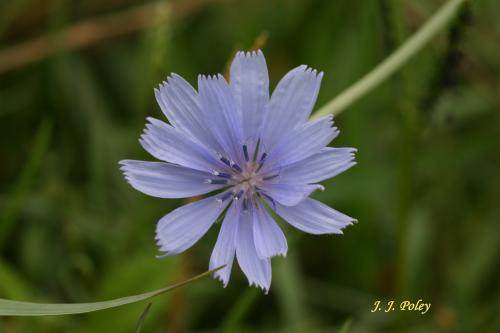 Fotos menos valoradas » Foto de Jos J. Poley - Galería: Naturaleza - Fotografía: Macro de flor