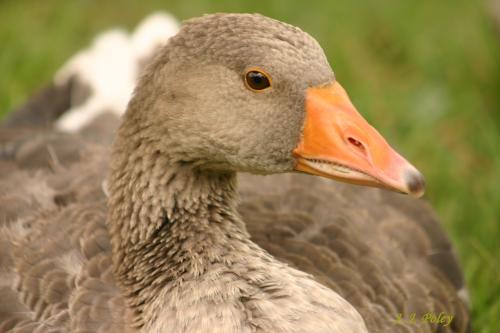 Fotos menos valoradas » Foto de Jos J. Poley - Galería: Naturaleza - Fotografía: Descaro