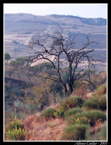 Fotografías menos votadas » Autor: Sin Nombre - Galería: Primera Galeria - Fotografía: El arbol de la mon