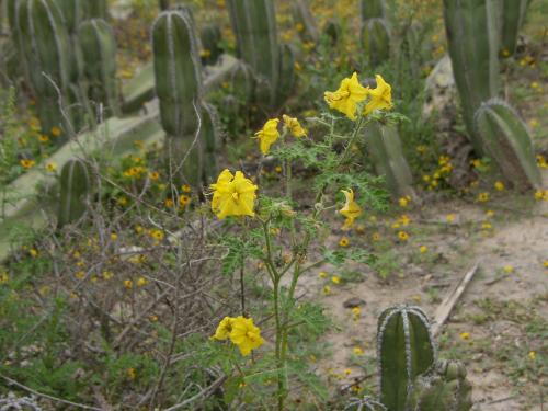 Fotografías menos votadas » Autor: n/a - Galería: Naturaleza - Fotografía: 								