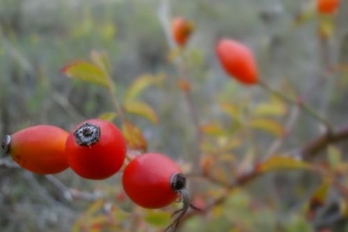 Fotos mas valoradas » Foto de quim Estadella - Galería: que bello es el otoo - Fotografía: Cerezas silvestres