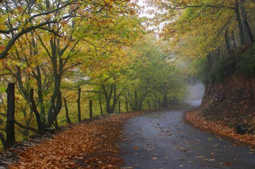 Fotos mas valoradas » Foto de Rufo - Galería: Mis Preferidas - Fotografía: Colores del otoo