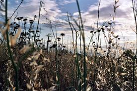 Fotografías menos votadas » Autor: Sin Nombre - Galería: Arles and Provence - Fotografía: 