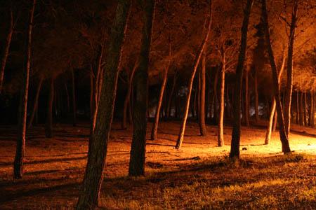 Fotos mas valoradas » Foto de Sin Nombre - Galería: Naturaleza Nocturna - Fotografía: Arboleda