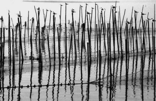 Fotos mas valoradas » Foto de Fotografiaweb.com - Galería: L`Albufera - Fotografía: Caas