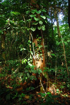 Fotos menos valoradas » Foto de javier camacho - Galería: mis viajes - Fotografía: arbol de leyendas