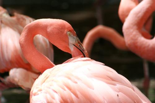 Fotografías menos votadas » Autor: David - Galería: Flora & Fauna - Fotografía: Flor&Fauna-04					