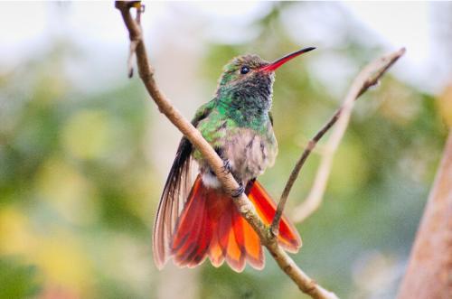 Fotografías menos votadas » Autor: Hermes - Galería: Naturaleza - Fotografía: 		colibr						