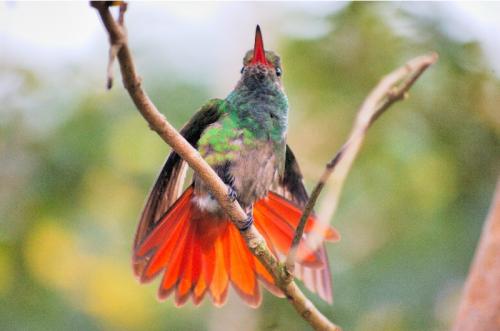 Fotografías menos votadas » Autor: Hermes - Galería: Naturaleza - Fotografía: Colibr								