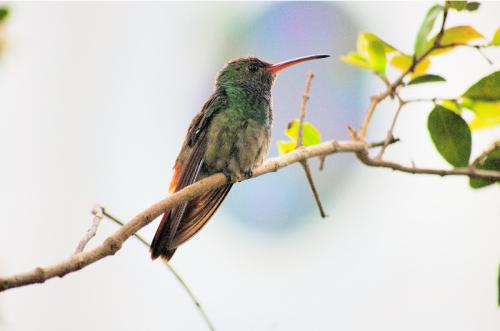 Fotografías menos votadas » Autor: Hermes - Galería: Naturaleza - Fotografía: 	colibr							