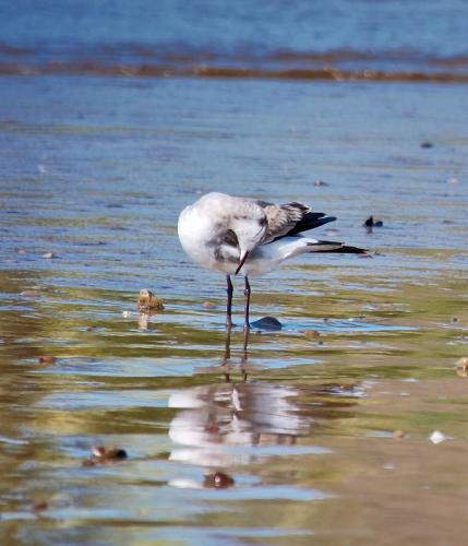 Fotografías menos votadas » Autor: Hermes - Galería: Naturaleza - Fotografía: 	Gaviota							