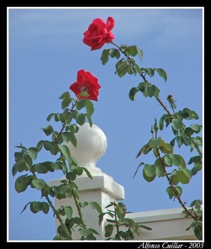 Fotografías menos votadas » Autor: Sin Nombre - Galería: Segunda Galeria - Fotografía: Rosas rojas