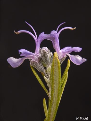 Fotos menos valoradas » Foto de M. Vindel - Galería: M. Vindel - Fotografía: Flor de romero